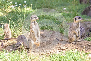 Meerkats, natural behavior, watching for enemies