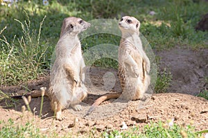 Meerkats, natural behavior, watching for enemies