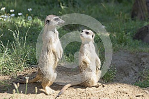 Meerkats, natural behavior, watching for enemies