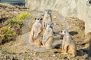 Meerkats in they natural habitat