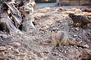 Meerkats near their hole.