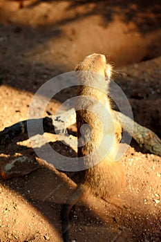 Meerkats At Play