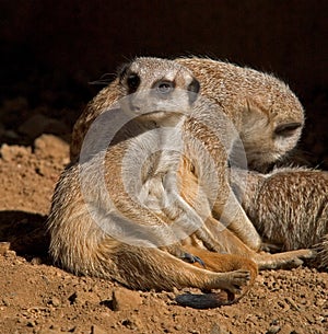 Meerkats Relaxing