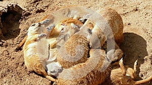 Meerkats resting.