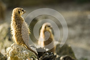 Meerkats on rocks