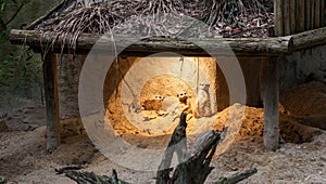 Meerkats in shelter under light