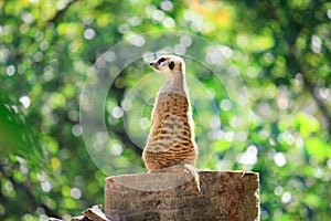 Meerkats stand alone on the rock