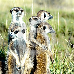 Meerkats stand close together, keeping watch in natural habitat, Botswana, Africa