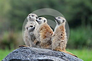 Meerkats Standing on Rock