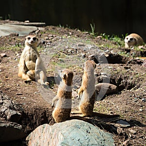 Meerkats standing on their legs