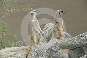 Meerkats standing. Wary rodents standing on hind legs