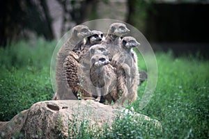meerkats standing in a zoologic park