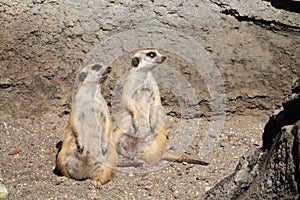 Meerkats stooping looking out for predators