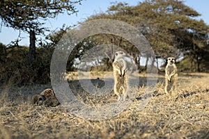 Meerkats in sun light.