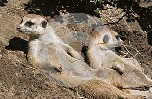 Meerkats Sunning