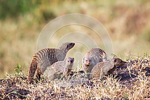 Meerkats or Suricata in Masai Mara national Park. Wildlife of Kenya, Africa