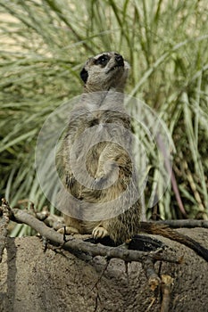 Meerkats (Suricata suricatta)