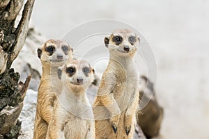 Meerkats (Suricata suricatta)