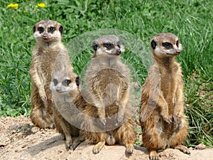 Meerkats - Suricata suricatta