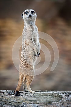 Meerkat - Suricata suricatta photo
