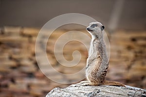 Meerkat - Suricata suricatta photo