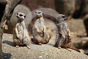 Meerkats