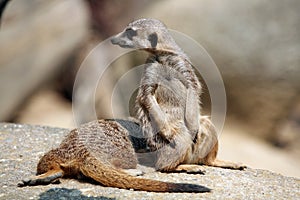 Meerkats