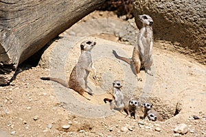 Meerkats