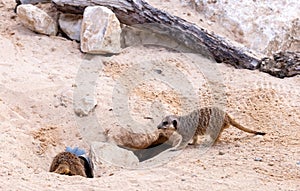 Meerkats (Suricata suricatta) digs a hole