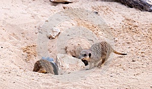 Meerkats (Suricata suricatta) digs a hole