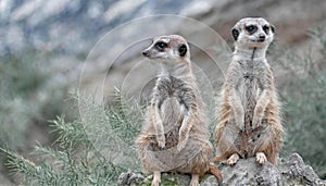 Meerkats Suricata, suricatta on lookout, wild life