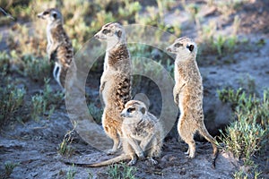 Meerkats - suricata suricatta - in their natural environment in the north of Botswana.