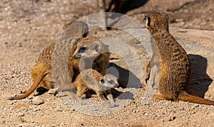 Meerkats Suricata suricatta with young animals. Karlsruhe, Germany, Europe