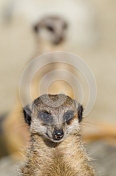 Meerkats (suricate) on guard duty