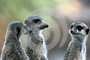 Meerkats or suricates observing the surrounding