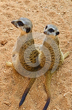 The meerkats or suricates stand back to spectator. Two suricates.