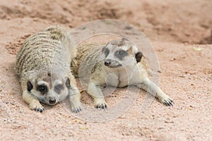 Meerkats or Suricates (Suricata suricatta)