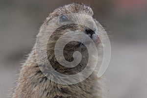 Meerkats or Surikates.