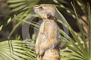 Meerkats to the sun prying, Suricata suricatta