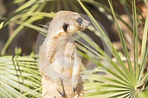 Meerkats to the sun prying, Suricata suricatta photo