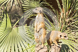 Meerkats to the sun prying, Suricata suricatta photo