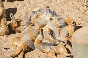 Meerkats to the sun prying, Suricata suricatta photo