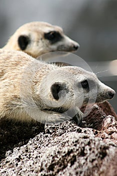 Meerkats up close