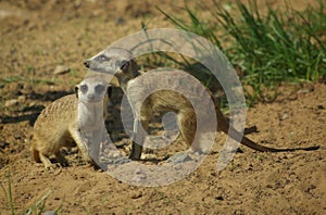 Meerkats in Zoo