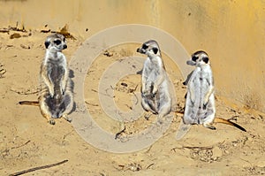 Meerkats in zoo, Slovakia