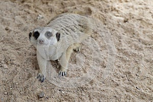 Meerket