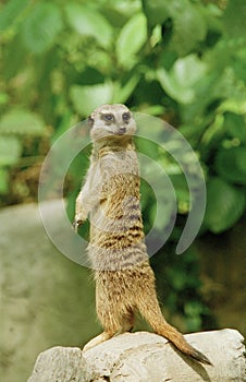 Meerket