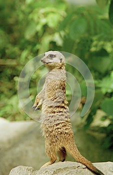 Meerket