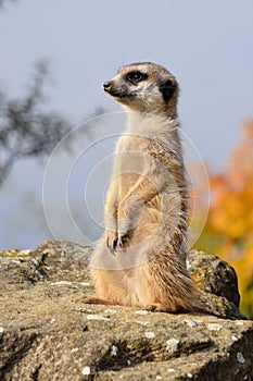 A meerket is watching over