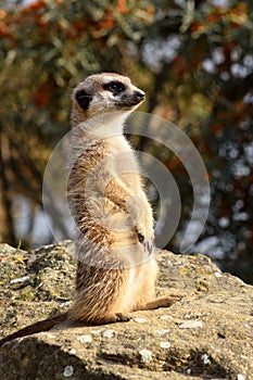 A meerket is watching over
